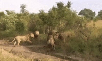 Video: Mải mê giành mồi với đồng loại, sư tử đực vô tình cứu lợn rừng thoát khỏi 