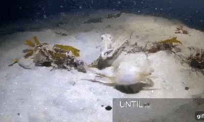 Video: Mải rượt đuổi cua, bạch tuộc bị hải cẩu xé xác không thương tiếc