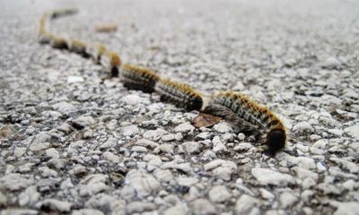 Video: Sâu bướm xếp thành hàng như một con rắn dài “diễu hành” từ trên cây xuống mặt đất