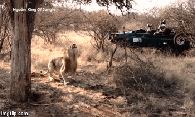 Video: Sư tử phi thân nhảy chồm lên cây cao nhận cái kết bất ngờ