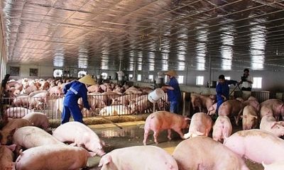 Sẽ sửa đổi mức hỗ trợ người chăn nuôi lợn bị thiệt hại do dịch tả lợn châu Phi