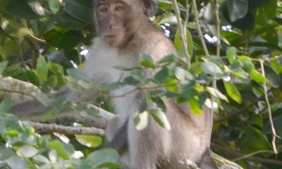 Tin tức thời sự 24h mới nhất ngày 3/3/2019: Bắn hạ khỉ cắn rách bắp chân trẻ 6 tuổi ở Sóc Trăng
