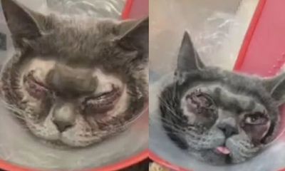 Trung Quốc: Sự thật về vụ nhà giàu chơi trội mang mèo đi phẫu thuật thẩm mỹ mắt