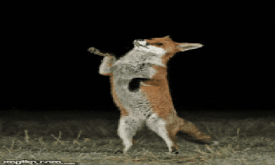 Hài hước chú cáo đỏ đứng bằng hai chân sau, thể hiện kỹ năng nhảy múa trong đêm khuya 