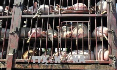 Kiểm soát chặt dịch tả lợn châu Phi vào Lào Cai