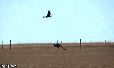 Cuộc chiến sinh tồn: Kangaroo tử chiến với đại bàng và cái kết bất ngờ