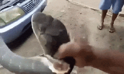 Video: Rắn hổ mang chúa cực độc dài 5m nằm gọn trong ô tô