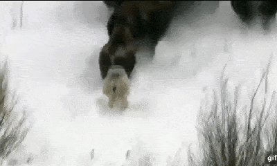 Cuộc chiến sinh tồn: Liều lĩnh đi săn một mình, chó sói suýt bị bò rừng đè chết trong tuyết