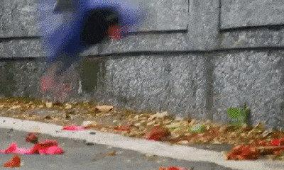 Video: Bị kẻ ăn xác thối chặn đánh giữa đường, rết độc chết thảm dưới tay thiên địch
