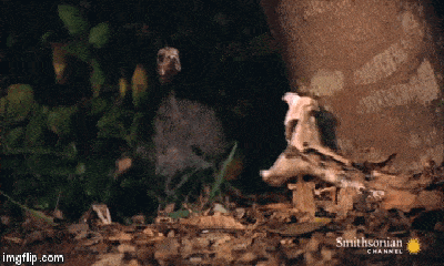 Video: Ẩn mình dưới lớp lá, rắn hổ lục tung cú đớp 