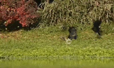 Video: Diều hâu ma mãnh, dìm chết quạ rồi kéo vào bụi cây ăn thịt