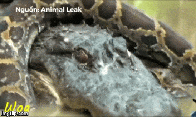 Video: Bị cá sấu có lực cắn mạnh nhất thế giới tấn công, liệu con trăn có thoát chết?