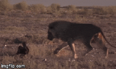 Video: Bị đe dọa, lửng mật liều mình phản ứng khiến sư tử bỏ chạy