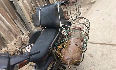 Tin tức đời sống ngày 11/3/2019:Phát hiện thêm ổ dịch tả lợn châu Phi ở Sóc Sơn