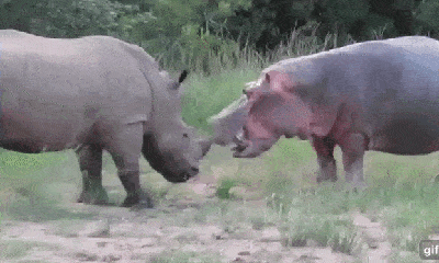 Đại chiến tê giác với hà mã: Khó đoán đến phút cuối cùng
