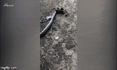 Video: Đang ăn chuột, trăn bị rắn kịch độc tấn công và cái kết thảm khốc