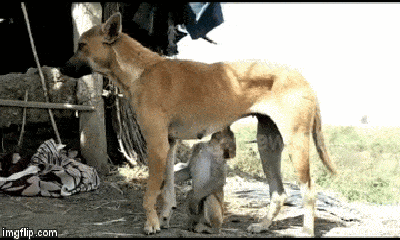 Video: Xúc động cảnh chó mẹ cho khỉ con bú sữa