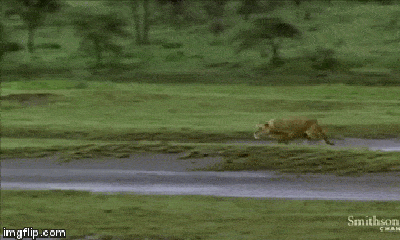Cuộc chiến sinh tồn: Bị cả bầy sư tử truy sát, linh dương non nhanh trí hành động trốn thoát