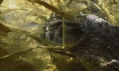 Video: Ung dung tiêu hóa chuột lang nước vừa săn được, cá sấu bỏ mạng bởi kẻ khó ngờ