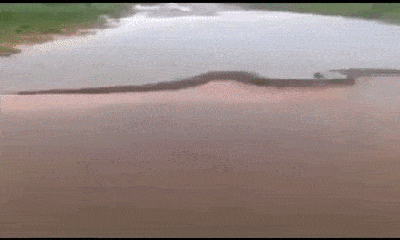 Video: Rùng mình cảnh trăn Nam Mỹ lớn chưa từng có bơi trên sông