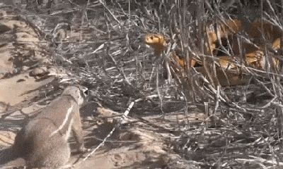 Video: Bị sóc đất chặn đường, hổ mang Nam Phi chật vật hạ gục đối thủ đáng gờm