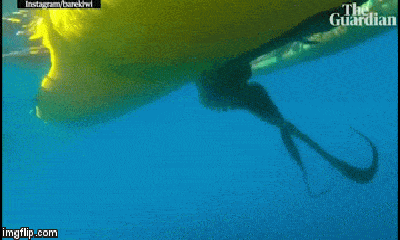 Video: Hải cẩu tấn công, ném bạch tuộc vào mặt người chèo thuyền