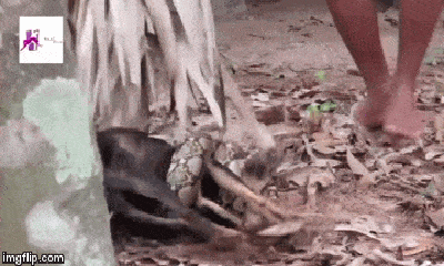 Video: Rợn người cảnh trăn khổng lồ siết chặt, cắn liên tiếp vào chó đen và cái kết