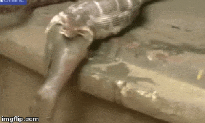 Video: Trăn tham ăn nuốt chửng linh dương 