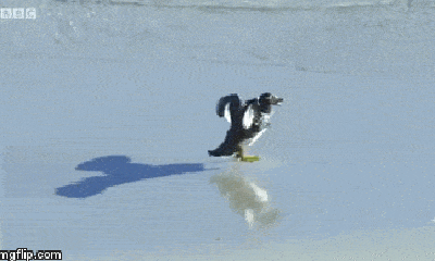 Video: Vịt steamer lao tới xua đuổi kẻ ăn thịt, bảo vệ chim cánh cụt non