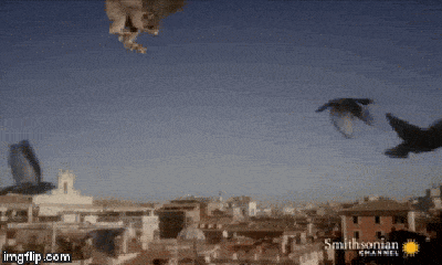Video: Chim cắt đâm xuyên không khí với tốc độ cực đại, đoạt mạng con mồi trong tích tắc