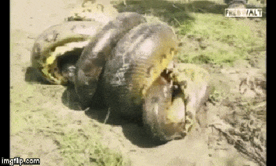 Video: Rợn người cảnh cá sấu tử chiến với trăn 