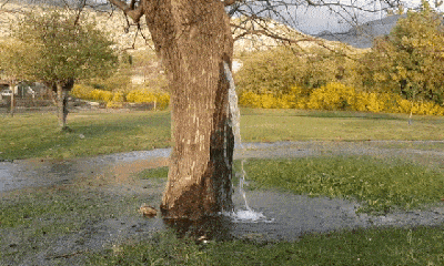 Bí ẩn cây dâu cổ thụ phun nước như thác chảy suốt 25 năm