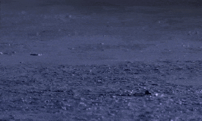 Video: Cự đà mạo hiểm chui vào tận hang sâu, bơi qua dòng nước để ăn thịt dơi