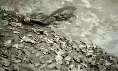Video: Hãi hùng cảnh lươn điện giật chết cá sấu trong tích tắc