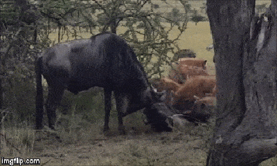 Video: Đen đủi mắc sừng khi giao đấu, cặp linh dương bị đàn linh cẩu háu đói xé xác