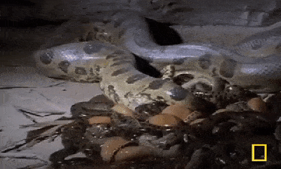 Video: Bí ẩn rợn người về trăn Anaconda, kẻ săn mồi đáng sợ ăn cả con của chính mình