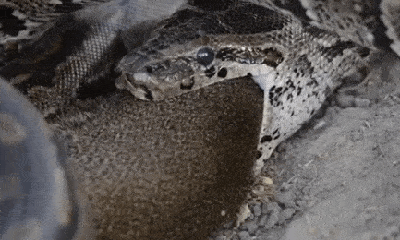 Video: Là thiên địch đáng sợ của rắn độc, cầy mangut lại bị trăn đá siết chết rồi nuốt chửng