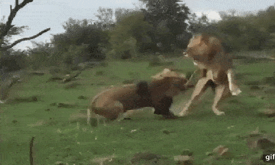 Video: Sư tử cái đại chiến sư tử đực bảo vệ con và cái kết đầy kịch tính