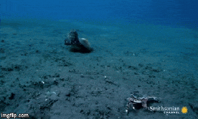 Video: Ung dung ngụy trang trong vỏ sò, bạch tuộc đoạt mạng cua biển trong tích tắc