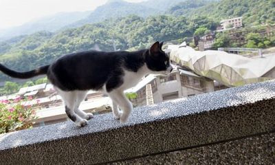 Khám phá Houtong: Ngôi làng mèo nổi tiếng bậc nhất ở Đài Loan 