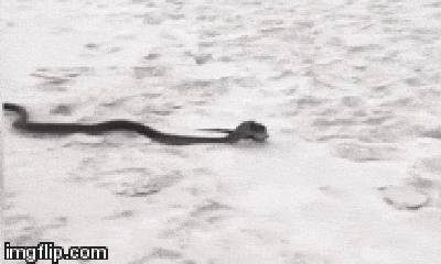 Video: Kinh hãi cảnh rắn độc nuốt chửng kỳ đà to lớn ngay trên bãi biển