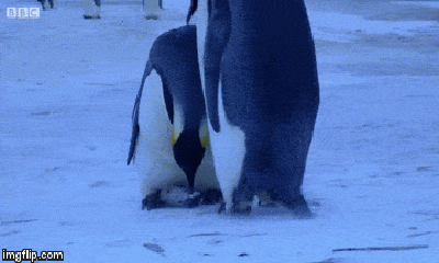 Video: Rớt nước mắt cảnh chim cánh cụt mẹ ôm xác con non vào lòng để ủ ấm