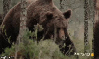 Video: Sói đói bụng vờ tấn công gấu để cướp mồi