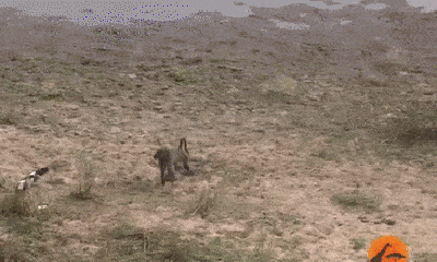 Video: Khỉ đầu chó háu đói liều mình trộm trứng ngỗng và cái kết bất ngờ