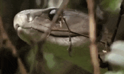 Cuộc chiến sinh tồn: Cầy mangut kết liễu rắn mamba đen bằng nhát cắn chí mạng