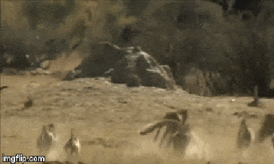 Video: Xâm phạm lãnh thổ khỉ đầu chó, báo săn bị rượt đuổi chạy té khói