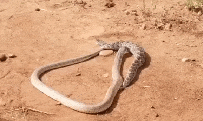 Video: Bị hổ mang tra tấn bằng nọc độc, rắn phì châu Phi giãy giụa trong đau đớn