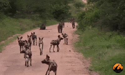 Video: Một mình khỉ đầu chó khiến cả bầy chó hoang nháo nhác