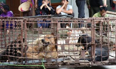 Đàn chó cắn chết bé trai 7 tuổi ở Hưng Yên được chuyển về trụ sở công an