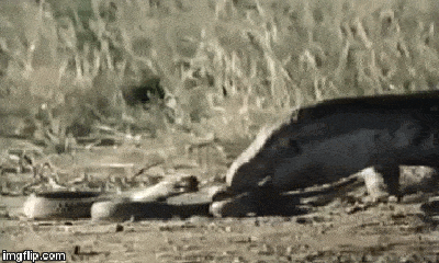 Video: Rồng Komodo lao vào cắn xé rắn hổ mang cực độc